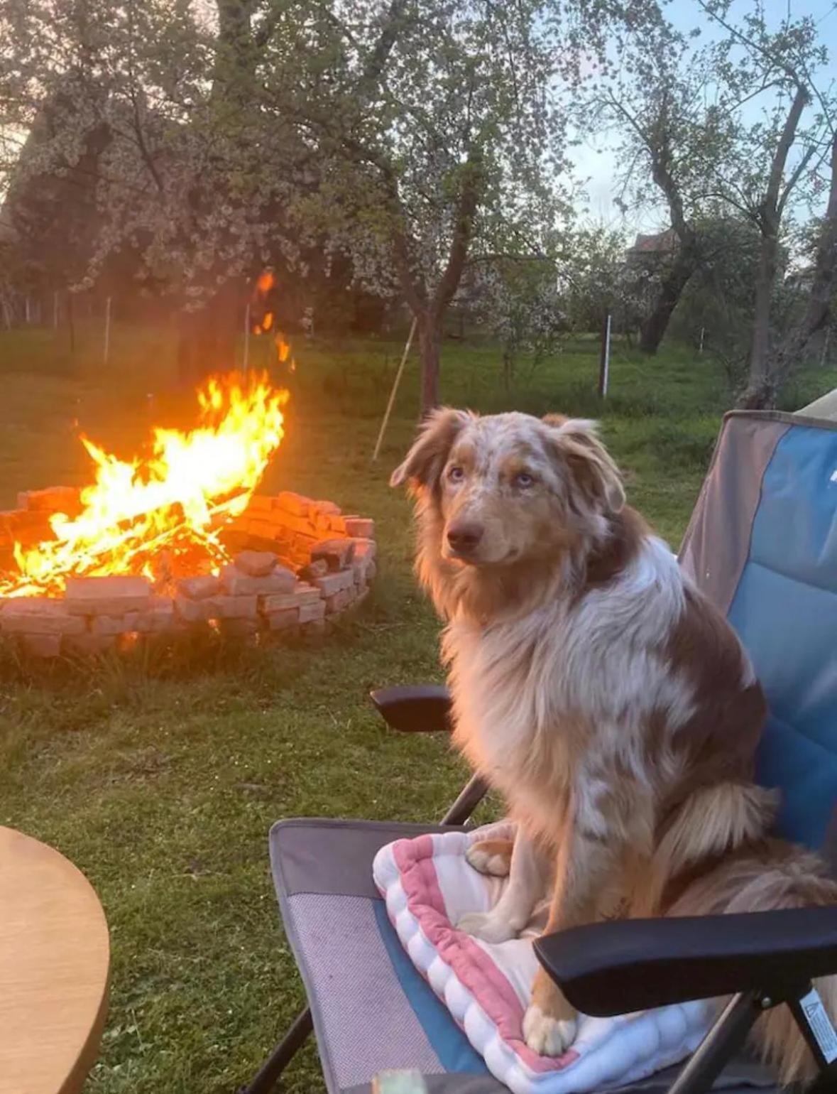 Villaharmony Wartet Auf Familien Mit Hund! Lommatzsch Esterno foto