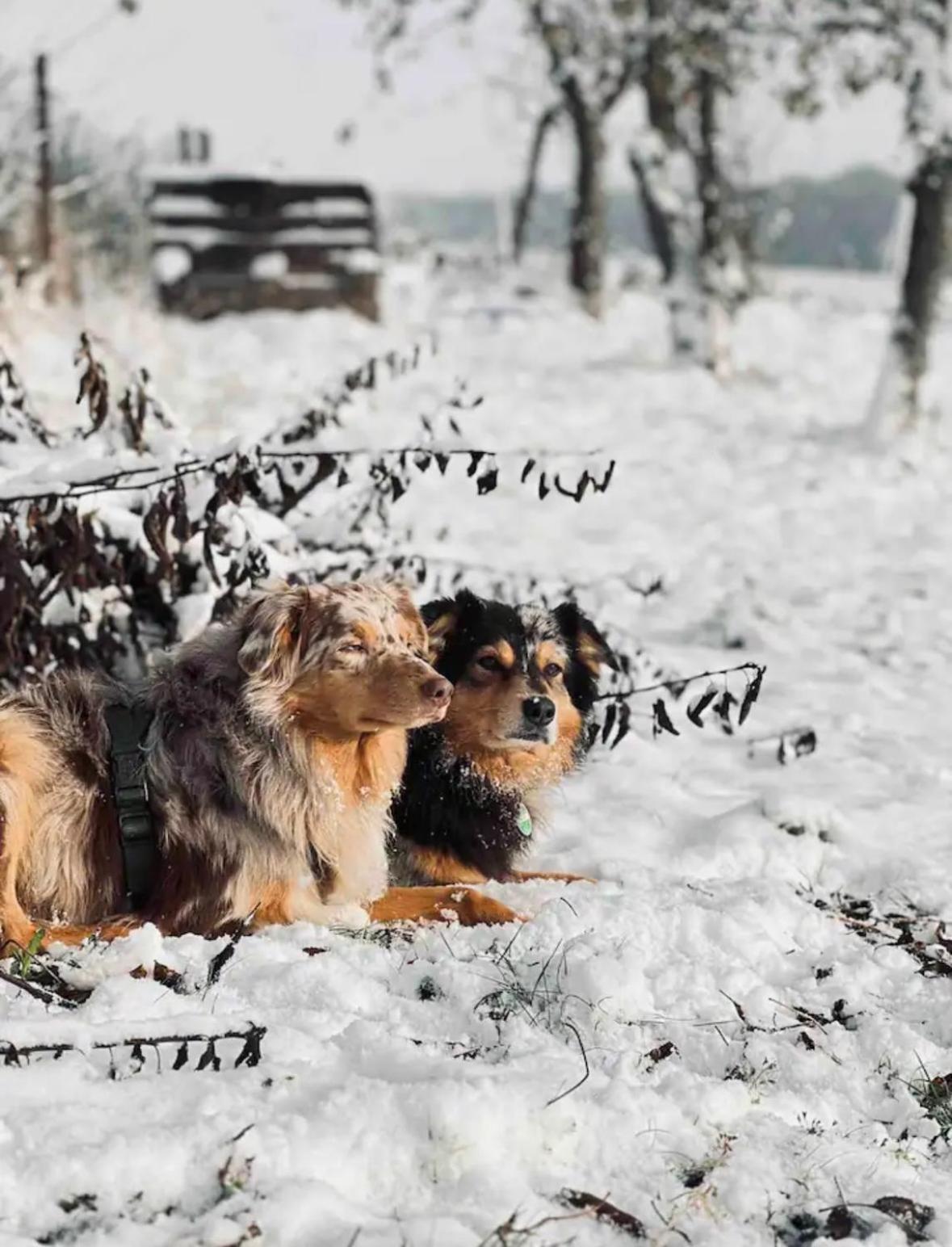 Villaharmony Wartet Auf Familien Mit Hund! Lommatzsch Esterno foto